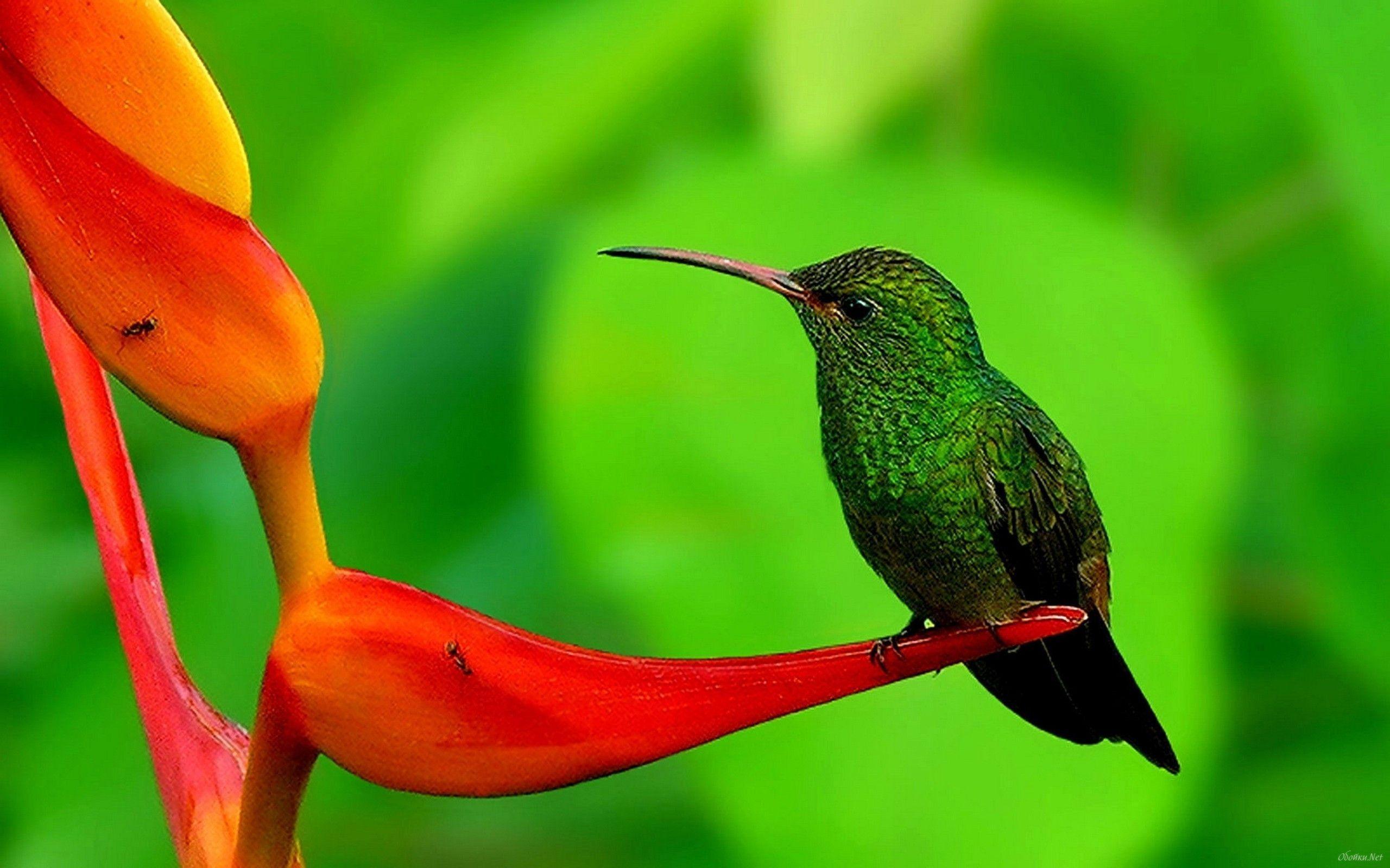 Hummingbird Exceed 8.0 Download